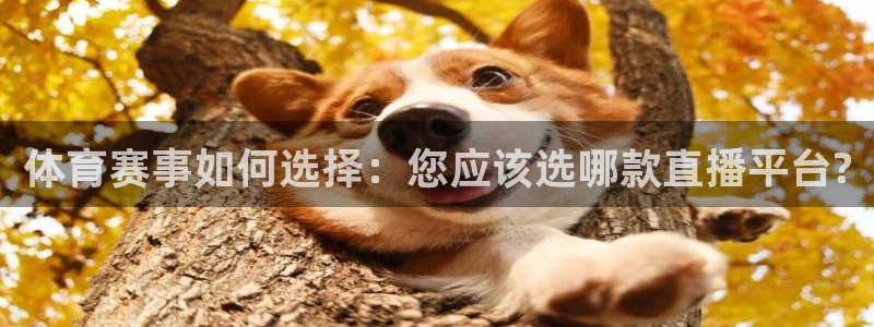 体育赛事如何选择：您应该选哪款直播平台?